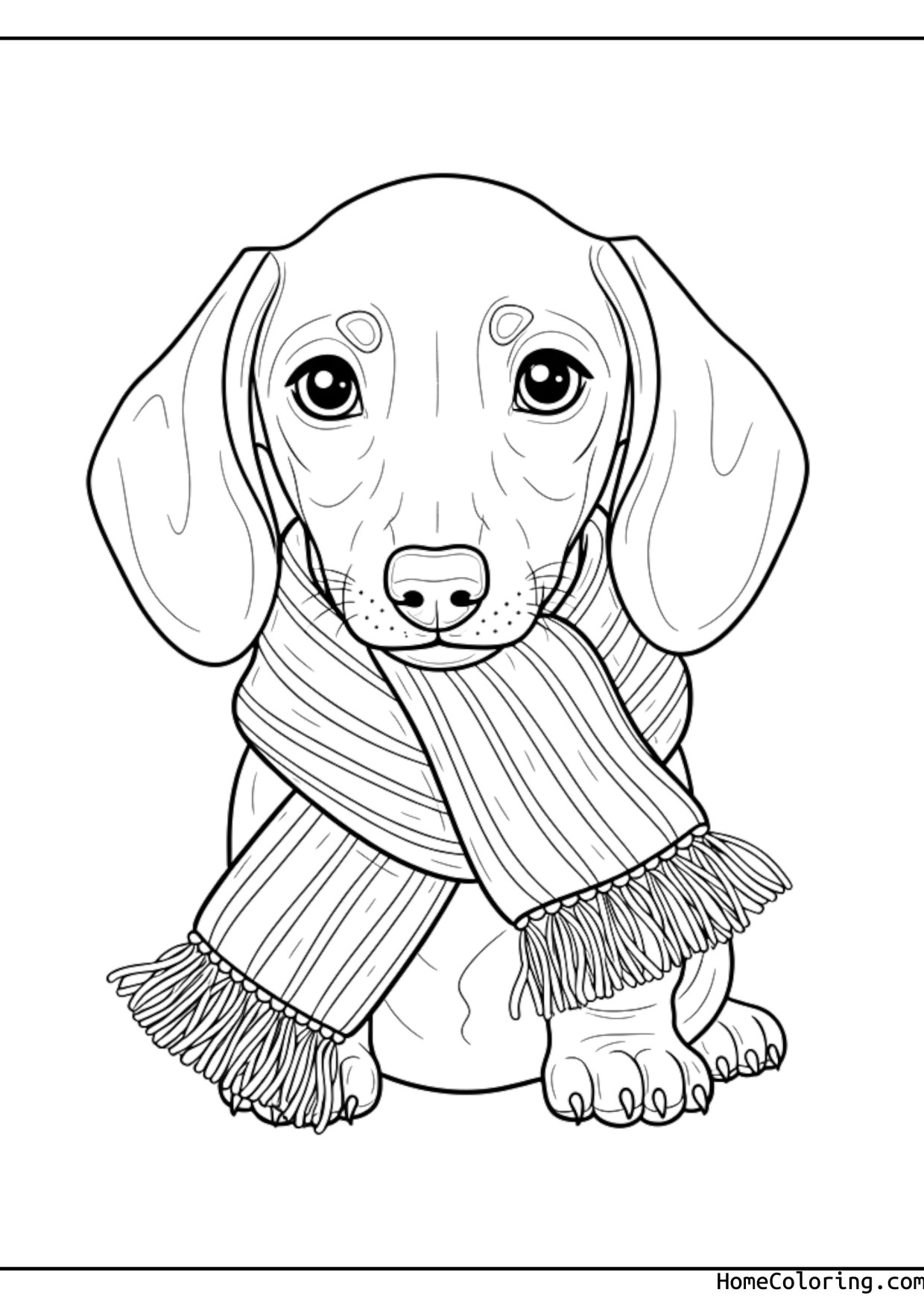 Coloring page: a dachshund puppy wearing a warm scarf.