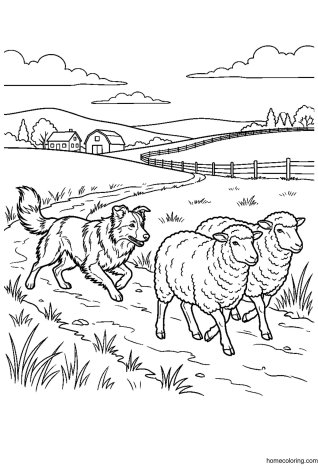 Coloring page: Border Collie Herding Sheep.